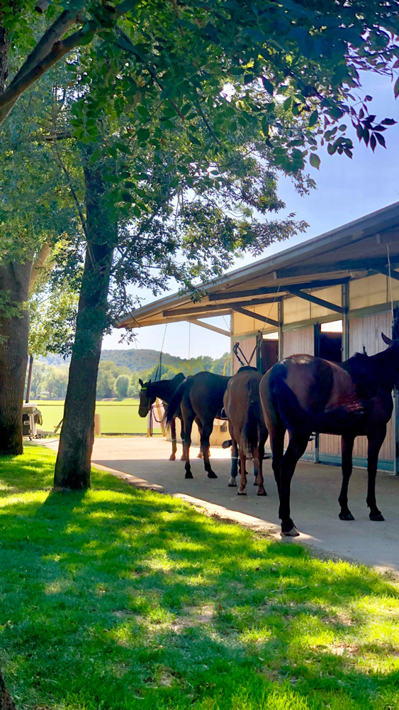Stables polo jumping dressage Equestrian Training