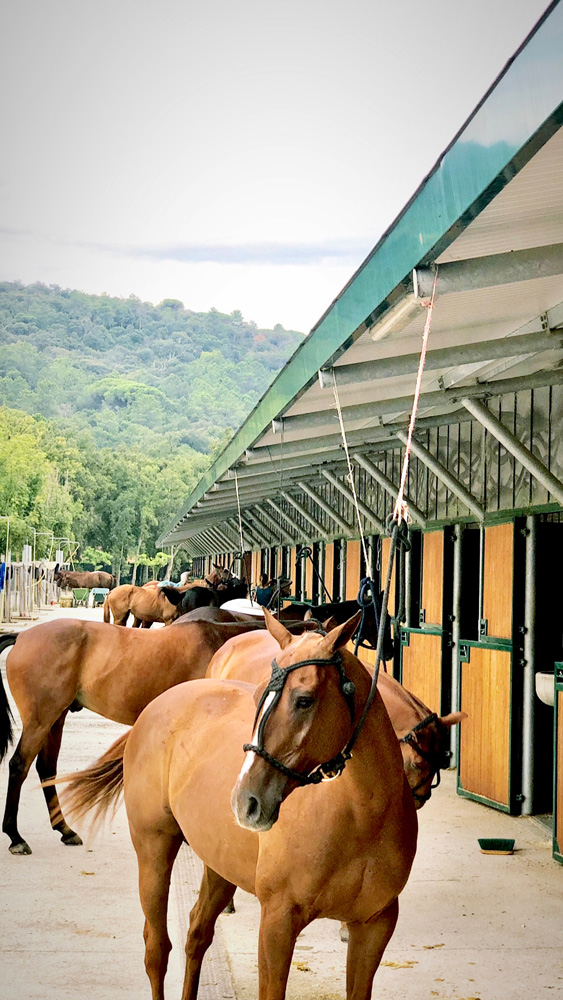 Stables polo jumping dressage Equestrian Training Ecological