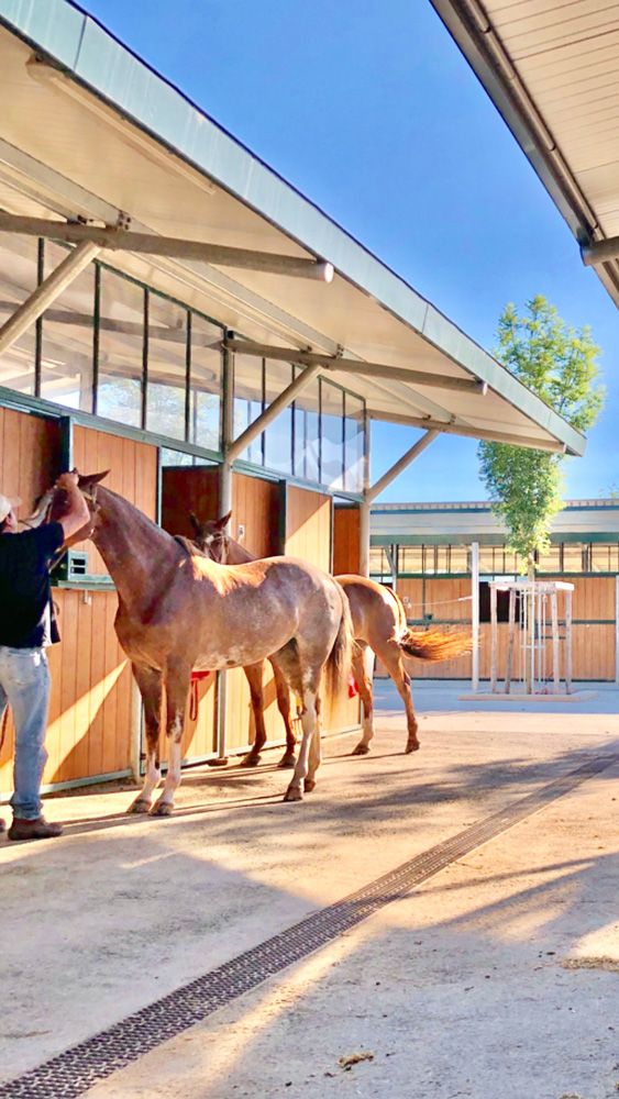 Stables polo jumping dressage Equestrian Training