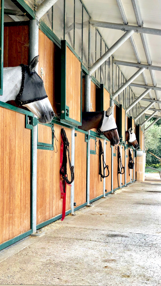 Stables polo jumping dressage Equestrian Training