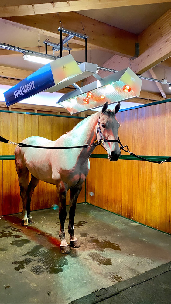 technology jumping dressage polo