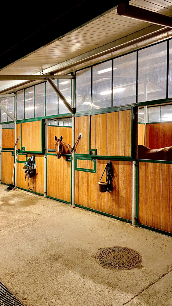 Stables polo jumping dressage Equestrian Training Ecological