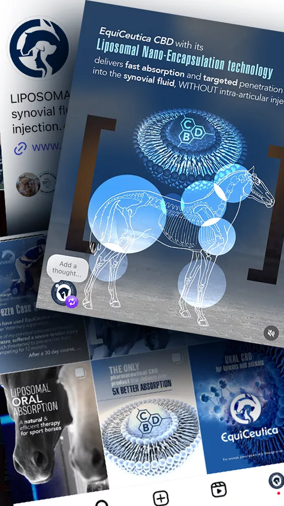 marketing polo creation