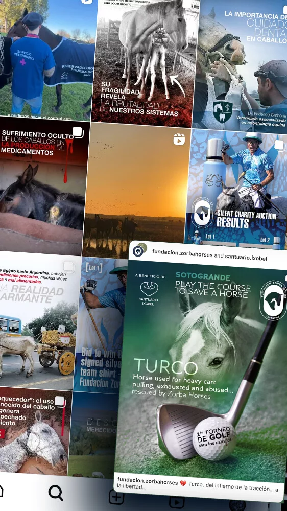 marketing polo creation