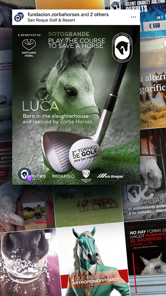 marketing polo creation